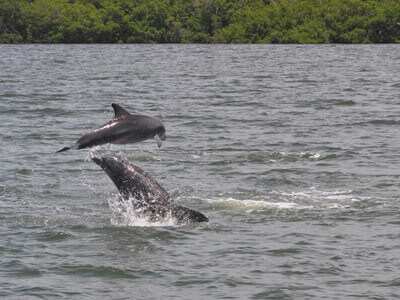 Dolphins in Fort Myers