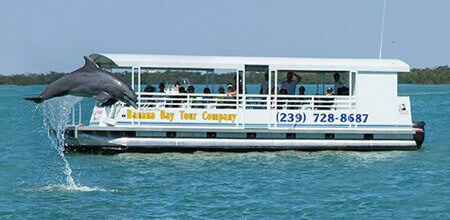 see dolphins on our eco tours of southwest florida