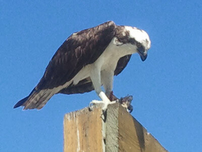 Osprey are found on our cape coral boat tour