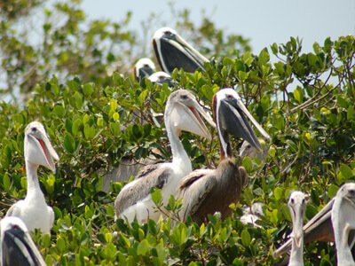 pelicans seen on our eco tours in cape coral