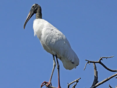 Wood Stork seen on our sunset tour of cape coral