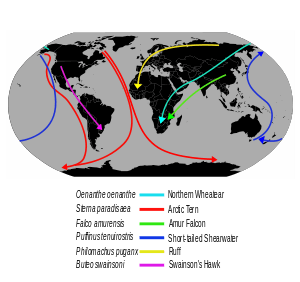 Bird Migration World Map