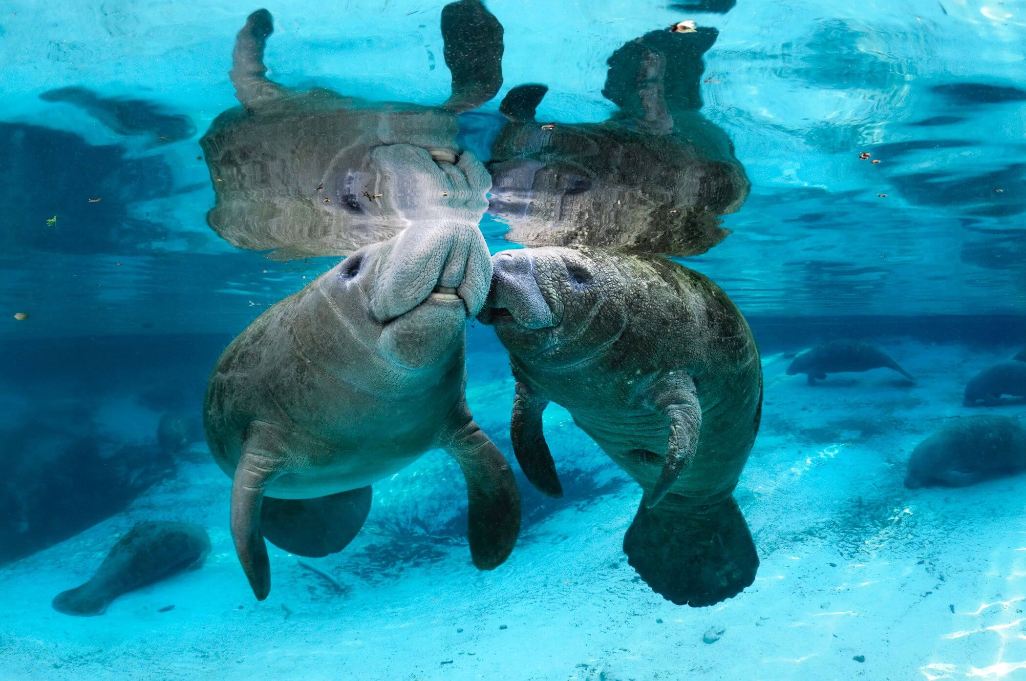 Two manatees in a recreation of their natural habitat