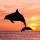 dolphin sunset cruise in cape coral