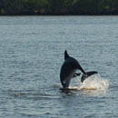 dolphin nature tour in cape coral